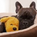 Recent Trends for Dog Names