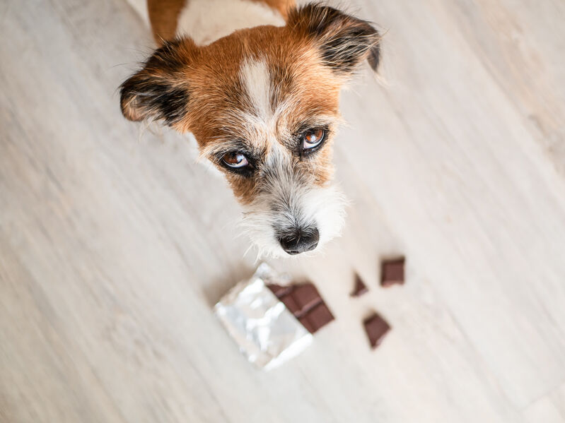 Terrier looking innocent after getting into chocolate