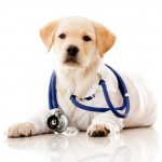 Puppy Health 