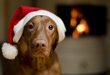 Holiday Safety for Dogs