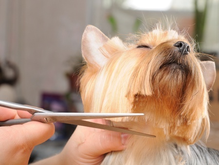 Dog getting groomed at Tailwaggers Country Inn.