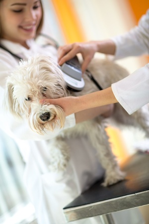 Pet Microchipping