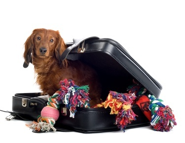 Packing For Your Dog