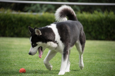 fetch the ball