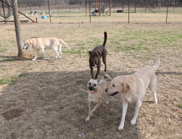 Doggy Daycare at Tailwaggers Country Inn