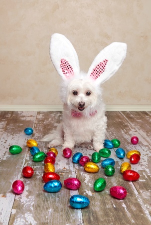 Easter Dog and Chocolates