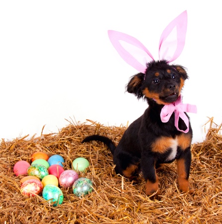 Easter Decorations and Your Pet