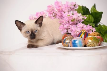 Anxious Kitten at Easter