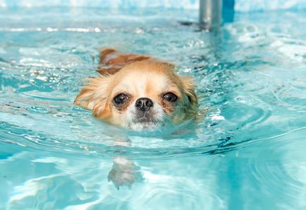 Dogs Swimming