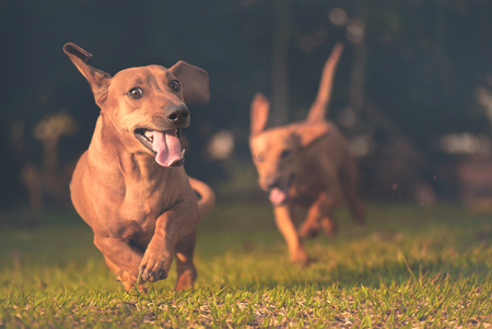 Dogs and Playtime 