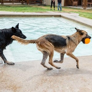 Tailwaggers_01_Pool_0076