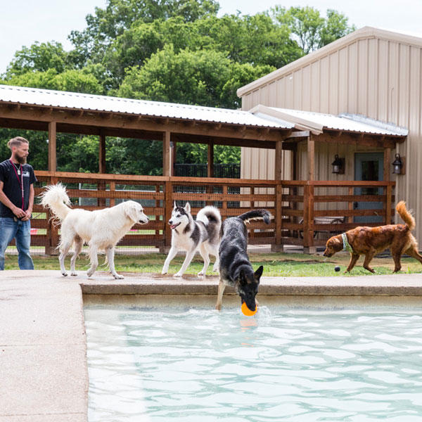 Tailwaggers_01_Pool_0101