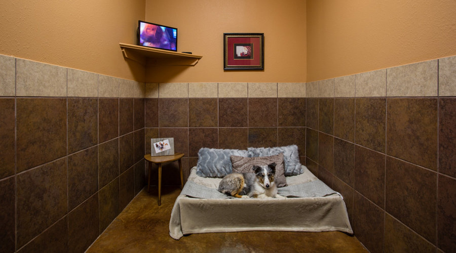 Dog Boarding Establishment