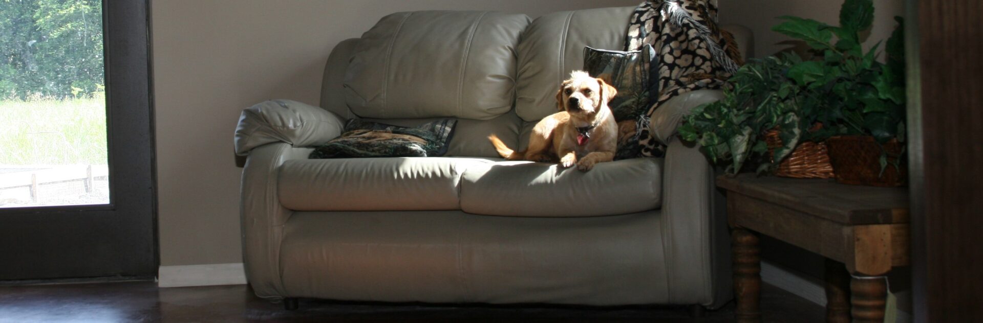 Dog Grooming Services & Pet Groomers Plano, TX Tailwaggers Country Inn