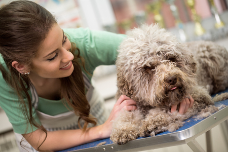 Professional Dog Groomers