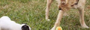 Dogs at Daycare