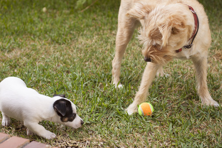 Dogs at Daycare