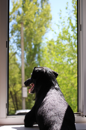 Preparing a Dog for a Boarding Facility