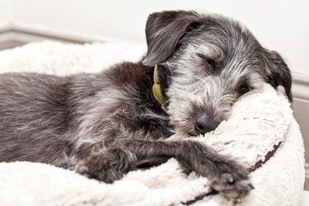 Dog sleeping in orthopedic bed