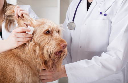 Reoccurring Dog Ear Infections