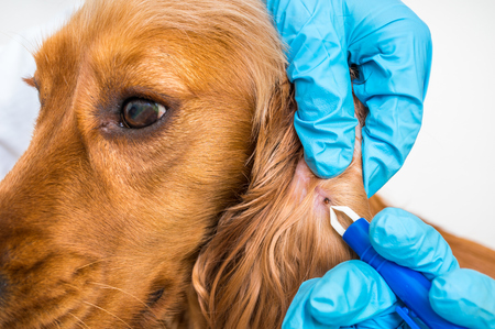 How to Check for Ticks in Your Pet