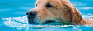 Dogs Swimming