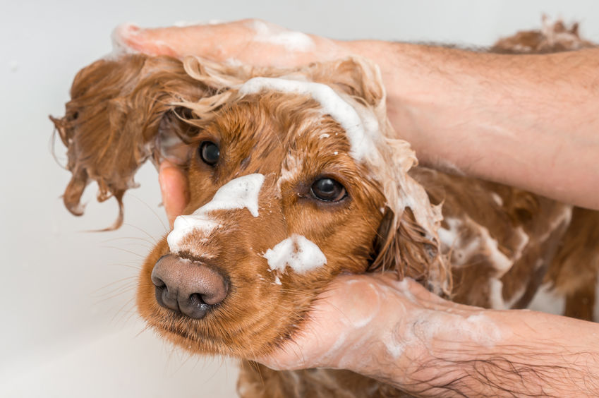 Cocker spaniel being washed with soap