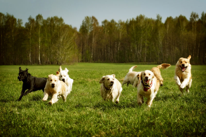 Dogs running in an open field