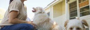 Pet boarder playing with dogs