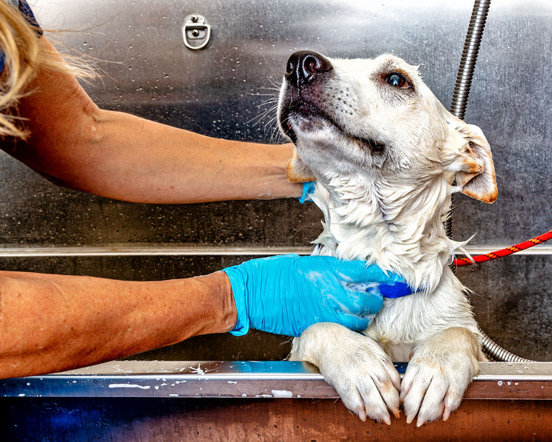 Dog Getting a Bath from a Groomer