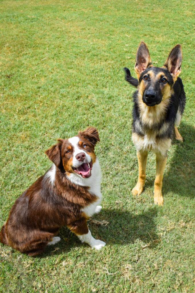 Two dogs on grass: A brown and white dog sits, looking up. A black and tan dog stands next to it, also looking up.