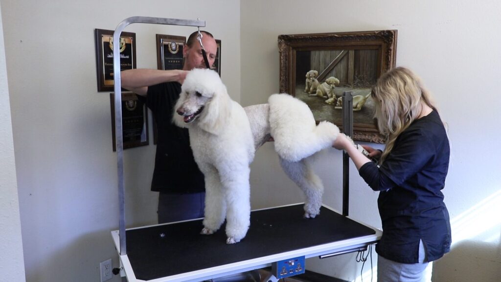 Two groomers trim and style a large white poodle on a grooming table in a room with awards and a dog painting.
