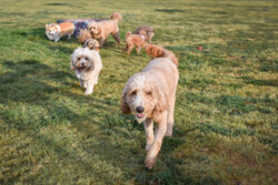 Several dogs of different breeds, including poodles and a corgi, walking and playing on a grassy field.