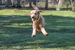 A curly-haired dog with a yellow collar jumps playfully on green grass in a sunlit park.