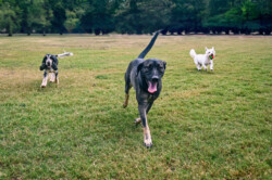 Three dogs run on a grassy field; a black dog is in the foreground, with a white and a black-and-white dog behind.