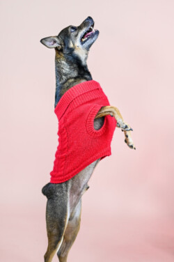 A small dog wearing a red sweater stands on its hind legs against a pink background.