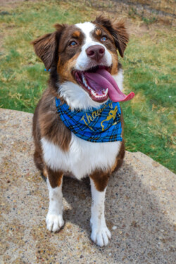 Brown and white dog with a blue bandana sits on a stone surface, tongue out, on a grassy background.