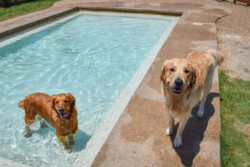 Two golden retrievers, one in a pool and one on the edge, with wet fur and a playful demeanor on a sunny day.
