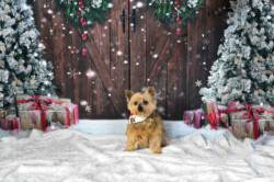 A small dog sits on a snowy floor between two decorated Christmas trees with presents, in front of a wooden door backdrop.
