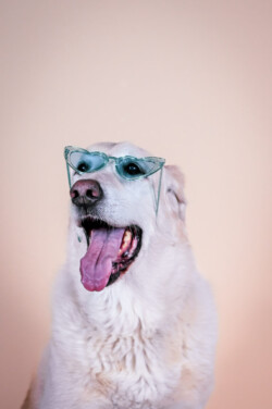 Dog wearing cat-eye glasses with mouth open and tongue out, against a plain beige background.
